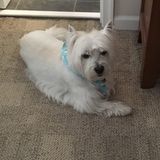 For Hire: Passionate Housekeeping in Chicago
