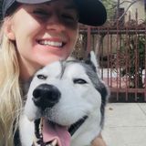 Adorable husky in need of boarding Dec 15-19!