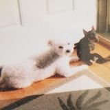 Available: Flexible Dog Walker in Frankfort