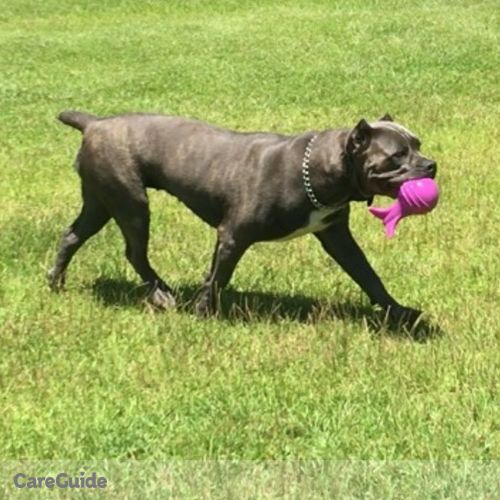 Pet Care Provider Valerie Tucker Bellona Canine Training's Profile Picture