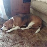 Need a dog sitter twice a week at my BG home. Hours vary.
