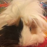 Need a Guinea Pig Lover Sitter!