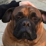 Leigh's Boutique Pet Care Service