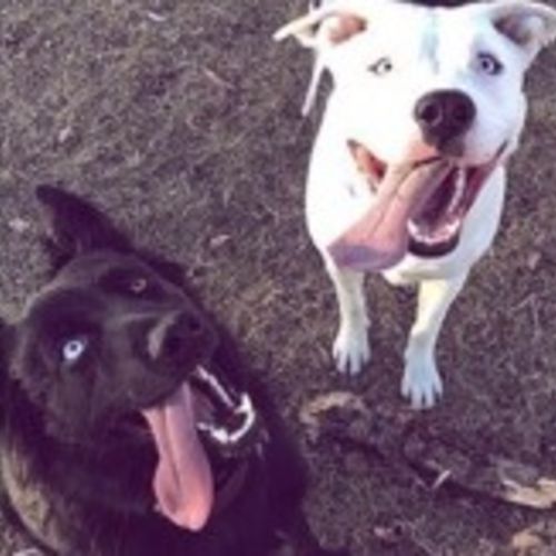 Pet Care Provider Sidney M's Profile Picture