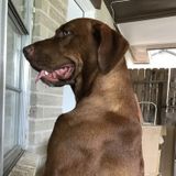 Available For a Pet Care Provider Job in Friendswood