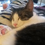 Available For Pet Sitter