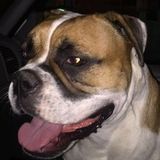 Looking for animal sitting job ASAP.
