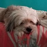 Palm Harbor Pet sitter and walker Looking For Work