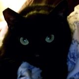 Animal lover looking to care for your pets. I'm a crazy cat lady who has the patience needed to look after your cats & dogs.