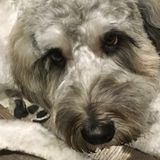 Nanny High Park Opportunity 15 mth old boy and a sweet dog!