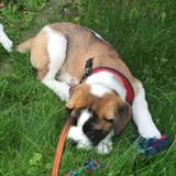 Seeking to expand our support team for a family with kids, pets and full busy lives.