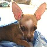 Needed: Puppy sitter in Hamilton, Ontario