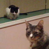 Interviewing Cat Sitting Professional in Levittown