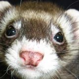 The Plush Ferret Small Animal Boarding - Loving care in my home