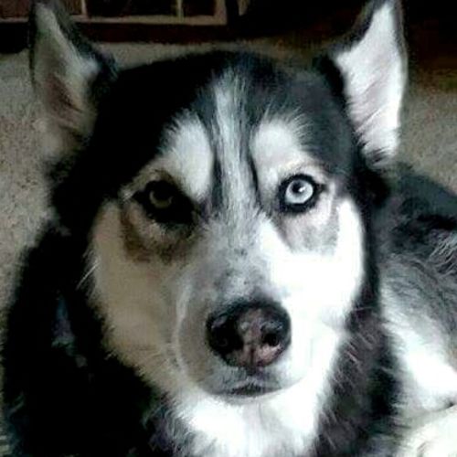 Pet Care Provider Michael P's Profile Picture