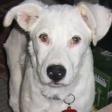 I provide the care and attention you desire for your very special pets!