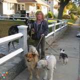 Callies Canine Companions/ crate free boarding and puppy training.