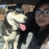 Present Pet Carer for Your Home