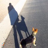 Animal lover looking for work!