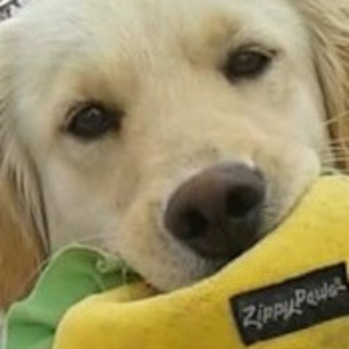 Pet Care Provider Kevin R's Profile Picture