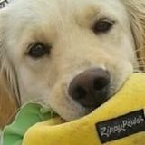 If your dog is happy i am also happy