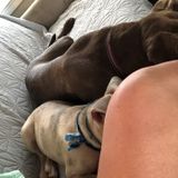 My name is Savanah, I am a very knowledgeable dog/cat sitter. I also have various experience with many other animals.