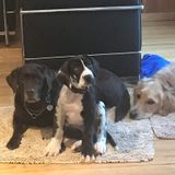 Occasional Midday Dog Care
