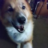 Experienced Dog/Cat sitter of 7 years with a passion for caring for animals!