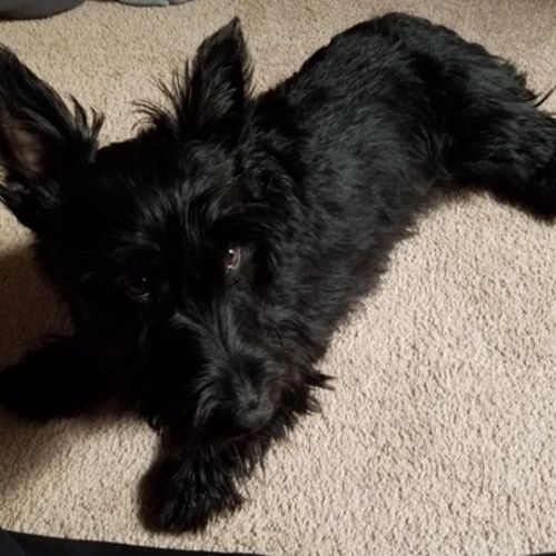 Pet Care Job Abigail A's Profile Picture