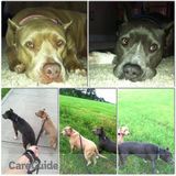10-12 October dog walker needed