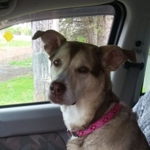 Pet Care Provider Megan Gibbs-Rochon's Profile Picture