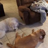 Looking for Anaheim Hills, CA in-home care for three dogs