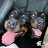 Full-time Stay Home Pawrents providing 24/7 pet care in West Palm Beach, Florida