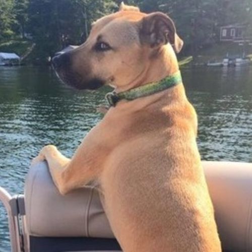 Pet Care Job Amy K's Profile Picture