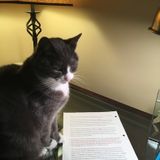 Cat Sitting in-house