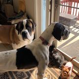 Need a pet sitter to let my dogs out 1-3 times daily for specific dates