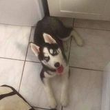 5 Month Old Husky Pup Needs Training