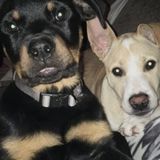 Loving Dog Sitter Wanted in Seguin