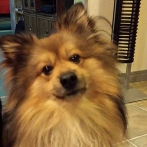 Pet Care Provider Lorraine K's Profile Picture