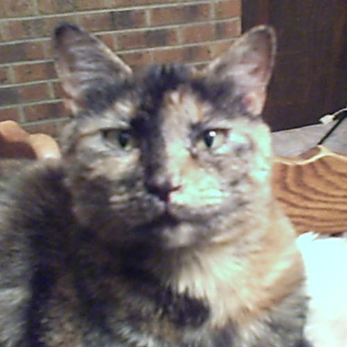 Pet Care Job Gail Ruby's Profile Picture