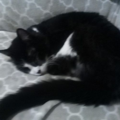 Pet Care Provider Nancy D's Profile Picture