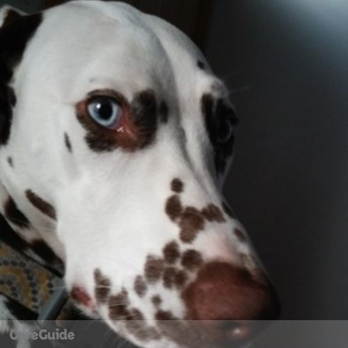 Pet Care Provider Matt Wilcox's Profile Picture