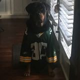 Need Sitter For Three Adorably, Loving Affectionate Dogs, And A Cat Like Rabbit