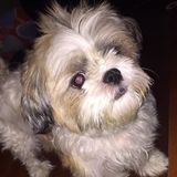 I love dogs!