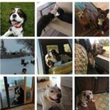 WAGS Pet Sitting