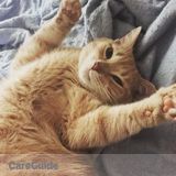 Cat Sitter Needed