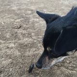 Champion House Sitter in Walnut Creek