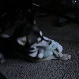 San Antonio Pet Care that can give your pet an amazing day or walk :)