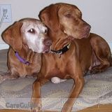 Dog Sitter, Dog Walker, Dog Trainer