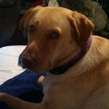 Sheila's pampered pets daycare and boarding